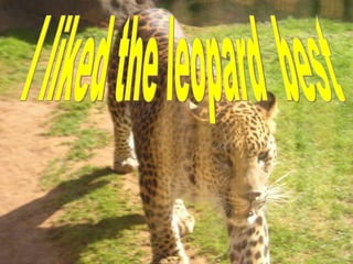 I liked the leopard  best 