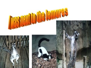 I was next to the lemures 