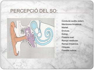 PERCEPCIÓ DEL SO:Conducte auditiu extern.Membrana timpànica.Martell.Enclusa.Estrep.Finestra oval.Rampa vestibular.Rampa timpànica.Clòquea.Finestra rodona.