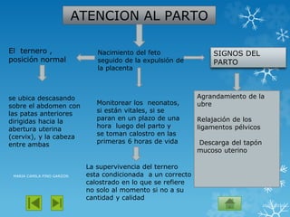 ATENCION AL PARTO
Nacimiento del feto
seguido de la expulsión de
la placenta
El ternero ,
posición normal
se ubica descasando
sobre el abdomen con
las patas anteriores
dirigidas hacia la
abertura uterina
(cervix), y la cabeza
entre ambas
SIGNOS DEL
PARTO
Agrandamiento de la
ubre
Relajación de los
ligamentos pélvicos
Descarga del tapón
mucoso uterino
Monitorear los neonatos,
si están vitales, si se
paran en un plazo de una
hora luego del parto y
se toman calostro en las
primeras 6 horas de vida
La supervivencia del ternero
esta condicionada a un correcto
calostrado en lo que se refiere
no solo al momento si no a su
cantidad y calidad
25/05/2016
MARIA CAMILA FINO GARZON
 