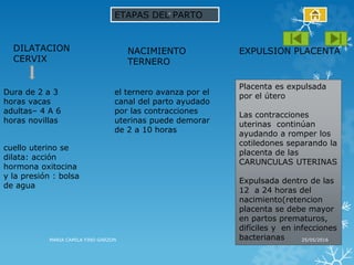 ETAPAS DEL PARTO
DILATACION
CERVIX
NACIMIENTO
TERNERO
EXPULSION PLACENTA
Dura de 2 a 3
horas vacas
adultas– 4 A 6
horas novillas
cuello uterino se
dilata: acción
hormona oxitocina
y la presión : bolsa
de agua
el ternero avanza por el
canal del parto ayudado
por las contracciones
uterinas puede demorar
de 2 a 10 horas
Placenta es expulsada
por el útero
Las contracciones
uterinas continúan
ayudando a romper los
cotiledones separando la
placenta de las
CARUNCULAS UTERINAS
Expulsada dentro de las
12 a 24 horas del
nacimiento(retencion
placenta se debe mayor
en partos prematuros,
difíciles y en infecciones
bacterianas 25/05/2016MARIA CAMILA FINO GARZON
 