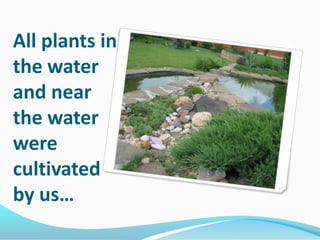 All plants in
the water
and near
the water
were
cultivated
by us…

 