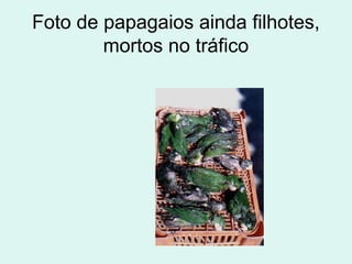 Foto de papagaios ainda filhotes,
        mortos no tráfico
 