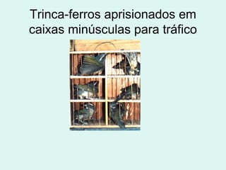 Trinca-ferros aprisionados em
caixas minúsculas para tráfico
 