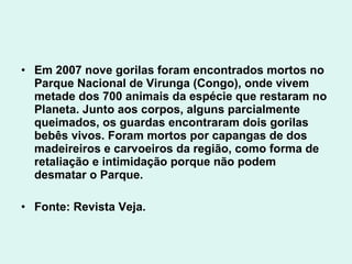 • Em 2007 nove gorilas foram encontrados mortos no
  Parque Nacional de Virunga (Congo), onde vivem
  metade dos 700 animais da espécie que restaram no
  Planeta. Junto aos corpos, alguns parcialmente
  queimados, os guardas encontraram dois gorilas
  bebês vivos. Foram mortos por capangas de dos
  madeireiros e carvoeiros da região, como forma de
  retaliação e intimidação porque não podem
  desmatar o Parque.

• Fonte: Revista Veja.
 