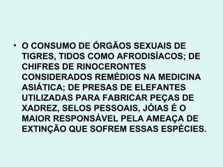• O CONSUMO DE ÓRGÃOS SEXUAIS DE
  TIGRES, TIDOS COMO AFRODISÍACOS; DE
  CHIFRES DE RINOCERONTES
  CONSIDERADOS REMÉDIOS NA MEDICINA
  ASIÁTICA; DE PRESAS DE ELEFANTES
  UTILIZADAS PARA FABRICAR PEÇAS DE
  XADREZ, SELOS PESSOAIS, JÓIAS É O
  MAIOR RESPONSÁVEL PELA AMEAÇA DE
  EXTINÇÃO QUE SOFREM ESSAS ESPÉCIES.
 