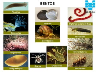 BENTOS

  Planárias




                         Bivalves                Dípteros quironomídeos



 Briozoários

                                                      Tricópteros

                        Gastrópodes




 Oligoquetos                                         Efemerópteros




               Ácaros               Crustáceos
Sanguessugas                                          Plecópteros
 