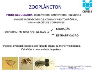 ZOOPLÂNCTON
   PROD. SECUNDÁRIA: HERBÍVOROS, CARNÍVOROS, ONÍVOROS
          ANIMAIS MICROSCÓPICOS, COM MOVIMENTO PRÓPRIO,
                     MAS A MERCÊ DAS CORRENTES

                                                MIGRAÇÃO
• OCORREM EM TODA COLUNA D’ÁGUA
                                                ESTRATIFICAÇÃO


Impacto: eventual redução, por falta de algas, ou menor visibilidade.
               Vai afetar a comunidade de peixes.




                                            Department of Biological Sciences - University of New Hampshire,
                                                                       Durham EUA
                                                       http://cfb.unh.edu/CFBkey/html/index.html
 