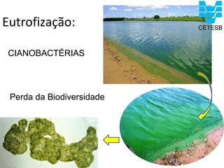 Eutrofização:

 CIANOBACTÉRIAS




 Perda da Biodiversidade
 