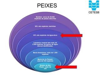 PEIXES
 