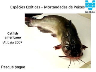 Espécies Exóticas – Mortandades de Peixes




    Catfish
  americano
 Atibaia 2007




Pesque pague
 