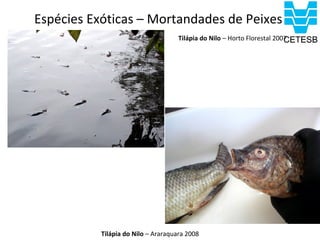 Espécies Exóticas – Mortandades de Peixes
                                     Tilápia do Nilo – Horto Florestal 2007




           Tilápia do Nilo – Araraquara 2008
 