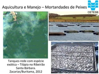 Aquicultura e Manejo – Mortandades de Peixes




   Tanques-rede com espécie
  exótica – Tilápia no Ribeirão
         Santa Bárbara.
    Zacarias/Buritama, 2012
 