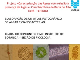 Projeto –Caracterização das Águas com relação à
presença de Algas e Cianobactérias da Bacia do Alto
                 Tietê - FEHIDRO

ELABORAÇÃO DE UM ATLAS FOTOGRÁFICO
DE ALGAS E CIANOBACTÉRIAS



TRABALHO CONJUNTO COM O INSTITUTO DE
BOTÂNICA – SEÇÃO DE FICOLOGIA
 