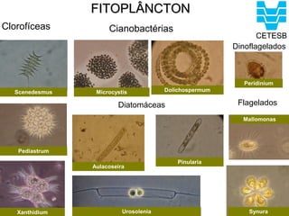 FITOPLÂNCTON
Clorofíceas          Cianobactérias
                                                        Dinoflagelados
                                                        Urosolenia

                                                           Peridinium
  Scenedesmus    Microcystis           Dolichospermum

                        Diatomáceas                      Flagelados
                                                          Mallomonas




   Pediastrum                                                  Synura
                                           Pinularia
                Aulacoseira




   Xanthidium             Urosolenia                        Synura
 