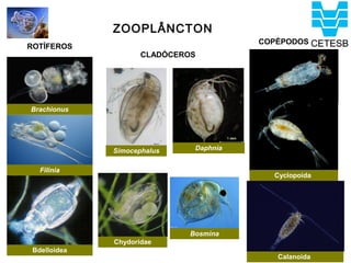 ZOOPLÂNCTON
                                         COPÉPODOS
ROTÍFEROS
                     CLADÓCEROS




Brachionus




              Simocephalus     Daphnia


   Filinia
                                           Cyclopoida




                              Bosmina
              Chydoridae
 Bdelloidea
                                            Calanoida
 
