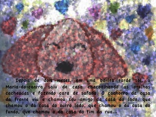   Depois de dois meses, em uma bonita tarde sol, a
Maria-do-contra saiu de casa chacoalhando as orelhas
cacheadas e fazendo cara de safada. O cachorro da casa
da frente viu e chamou seu amigo da casa do lado, que
chamou o da casa do outro lado, que chamou o da casa do
fundo, que chamou o da casa do fim da rua...
 