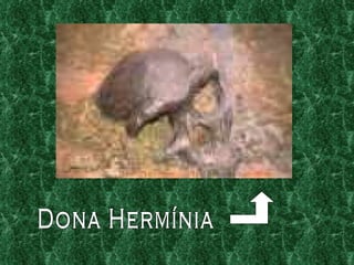 Dona Hermínia 