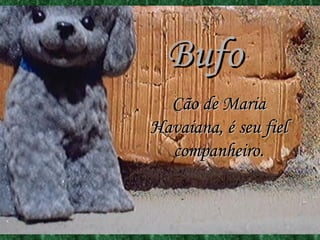 Bufo Cão de Maria Havaiana, é seu fiel companheiro. 