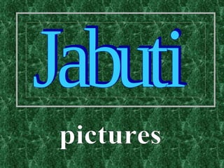 Jabuti pictures 