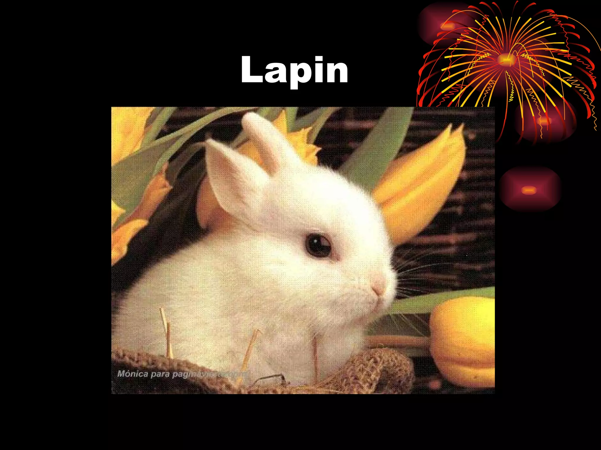 Lapin