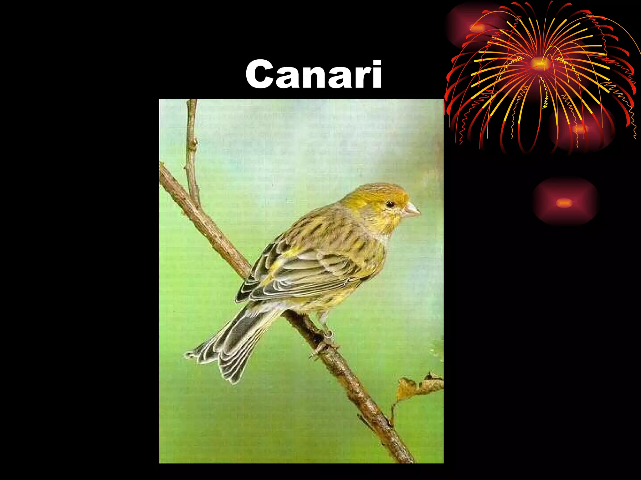 Canari