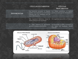 CÉLULAS EUCARIOTAS CÉLULAS
PROCARIOTAS
DIFERENCIAS
Las eucariotas presentan el material
genético está organizado en cromosomas
rodeados por una membrana que los
separa del citoplasma.
Las células procariotas el material
genético no está separado del citoplasma
Los organismos eucariotas tienen un
núcleo rodeado de una membrana.
Los organismos procariotas no lo tienen.
La célula eucariota, la información
genética se encuentra en el núcleo.
Las procariotas el ADN se encuentra en
una región del citoplasma, llamada
nucléoide.
 