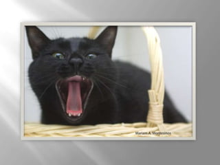 Mariam presentacion1