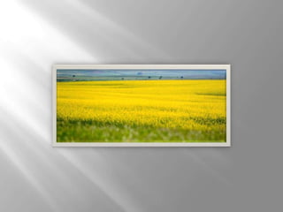 Mariam presentacion1