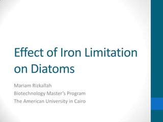 Effect of Iron Limitation
on Diatoms
Mariam Rizkallah
Biotechnology Master’s Program
The American University in Cairo
 