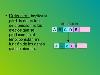 Delección:  Implica la pérdida de un trozo de cromosoma; los efectos que se producen en el fenotipo están en función de los genes que se pierden.  
