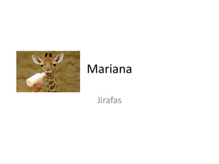 Mariana
Jirafas

 