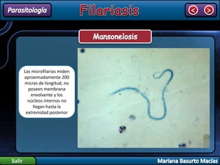 Salir
< >
Las microfilarias miden
aproximadamente 200
micras de longitud, no
poseen membrana
envolvente y los
núcleos internos no
llegan hasta la
extremidad posterior
 