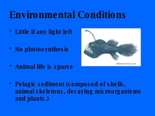 Environmental Conditions Little if any light left No photosynthesis Animal life is sparse Pelagic sediment (composed of shells, animal skeletons, decaying microorganisms and plants.) 