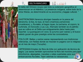 El delta del Orinoco ocupa casi toda su extensión geográfica al
desembocar en el Atlántico. La presencia indígena, sobre todo de la
etnia Warao, es determinante en su economía y bagaje cultural. ‘’
GASTRONOMIA Herencia aborigen basada en la pesca del
lebranche, la lisa, la raya, el mero (marinos),camarones
(crustáceos), y, fluviales, el bagre rayao, la cachama, el coporo, la
curbinata, el morocoto y Lau Lau. Afamado también es el palmito
que se cultiva en el Delta que antiguamente daba hasta para
exportar. La guaraguara en coco, la yuruma (pan warao) y el busco
salado gozan de gran prestigio entre los conocedores.
FOLCLOR Bailes y cantos warao representando sus tradiciones
milenarias, con fiestas donde se mezclan lo pagano con lo religioso
en el mes de mayo (Tucupita).
ARTESANIA Empleo de fibra de tirite con aplicación de técnica de
sagra. Los warao también aprovechan la fibra del moriche para tejer
chinchorros, alpargatas, mecates y velas cuadradas para sus
embarcaiones fluviales. Tejen además la nabasanuka.
DELTA AMACURO
 