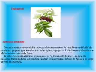 SabugueiroSambucus lanceolata     É uma das raras árvores de folha caduca da flora madeirense. As suas flores em infusão são usadas em gargarejos para combater as inflamações da garganta. A infusão quando bebida tem efeitos emolientes e sudoríferos.      As folhas frescas são utilizadas em cataplasmas no tratamento de úlceras na pele. Os pequenos frutos maduros são gostosos e podem ser apreciados em finais de Agosto e ao longo do mês de Setembro.