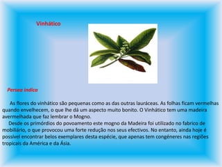 Vinhático    Persea indica      As flores do vinhático são pequenas como as das outras lauráceas. As folhas ficam vermelhas quando envelhecem, o que lhe dá um aspecto muito bonito. O Vinhático tem uma madeira avermelhada que faz lembrar o Mogno.      Desde os primórdios do povoamento este mogno da Madeira foi utilizado no fabrico de mobiliário, o que provocou uma forte redução nos seus efectivos. No entanto, ainda hoje é possível encontrar belos exemplares desta espécie, que apenas tem congéneres nas regiões tropicais da América e da Ásia. 