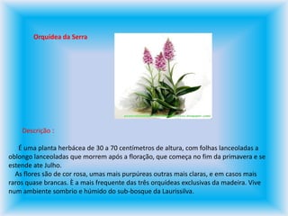 Orquídea da SerraDescrição :      É uma planta herbácea de 30 a 70 centímetros de altura, com folhas lanceoladas a oblongo lanceoladas que morrem após a floração, que começa no fim da primavera e se estende ate Julho.     As flores são de cor rosa, umas mais purpúreas outras mais claras, e em casos mais raros quase brancas. È a mais frequente das três orquídeas exclusivas da madeira. Vive num ambiente sombrio e húmido do sub-bosque da Laurissilva.