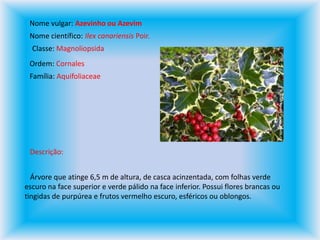 Nome vulgar: Azevinho ou AzevimNome científico: Ilex canariensis Poir.Classe: MagnoliopsidaOrdem: CornalesFamília: AquifoliaceaeDescrição:   Árvore que atinge 6,5 m de altura, de casca acinzentada, com folhas verde escuro na face superior e verde pálido na face inferior. Possui flores brancas ou tingidas de purpúrea e frutos vermelho escuro, esféricos ou oblongos.