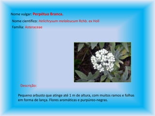 Nome vulgar: Perpétua Branca.Nome científico: Helichrysum melaleucum Rchb. ex HollFamília: AsteraceaeDescrição: Pequeno arbusto que atinge até 1 m de altura, com muitos ramos e folhas em forma de lança. Flores aromáticas e purpúreo-negras.