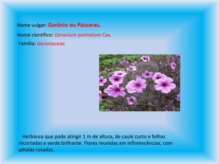 Nome vulgar: Gerânio ou Pássaras.Nome científico: Geranium palmatum Cav.Família: Geraniaceae   Herbácea que pode atingir 1 m de altura, de caule curto e folhas recortadas e verde brilhante. Flores reunidas em inflorescências, com pétalas rosadas.