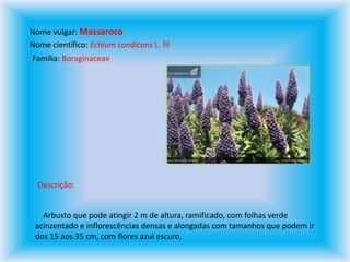 Nome vulgar: MassarocoNome científico: Echium candicans L. filFamília: BoraginaceaeDescrição:Arbusto que pode atingir 2 m de altura, ramificado, com folhas verde acinzentado e inflorescências densas e alongadas com tamanhos que podem ir dos 15 aos 35 cm, com flores azul escuro.