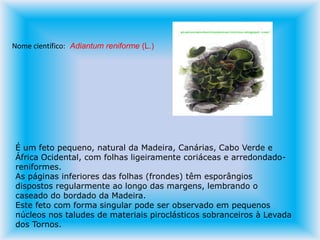 Nome científico: Adiantum reniforme (L.)É um feto pequeno, natural da Madeira, Canárias, Cabo Verde e África Ocidental, com folhas ligeiramente coriáceas e arredondado-reniformes. As páginas inferiores das folhas (frondes) têm esporângios dispostos regularmente ao longo das margens, lembrando o caseado do bordado da Madeira. Este feto com forma singular pode ser observado em pequenos núcleos nos taludes de materiais piroclásticos sobranceiros à Levada dos Tornos.