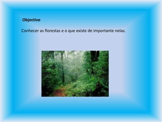  Objectivo Conhecer as florestas e o que existe de importante nelas.