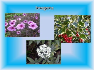 Imagens