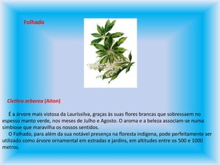 Folhado    Clethra arborea (Aiton)     É a árvore mais vistosa da Lauríssilva, graças às suas flores brancas que sobressaem no espesso manto verde, nos meses de Julho e Agosto. O aroma e a beleza associam-se numa simbiose que maravilha os nossos sentidos.     O Folhado, para além da sua notável presença na floresta indígena, pode perfeitamente ser utilizado como árvore ornamental em estradas e jardins, em altitudes entre os 500 e 1000 metros.