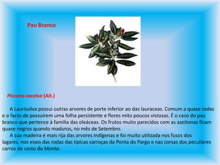 Pau BrancoPiccona excelsa (Ait.)      A Laurissilva possui outras arvores de porte inferior ao das lauraceas. Comum a quase todas e o facto de possuírem uma folha persistente e flores mito poucos vistosas. É o caso do pau branco que pertence à família das oleáceas. Os frutos muito parecidos com as azeitonas ficam quase negros quando maduros, no mês de Setembro.       A sua madeira é mais rija das arvores indígenas e foi muito utilizada nos fusos dos lagares, nos eixos das rodas das típicas carroças da Ponta do Pargo e nas corsas dos peculiares carros de cesto do Monte.