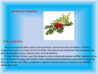 Sorveira ou Tramazeira     Sorbus maderensis      Pequena árvore de folha caduca, flores brancas, cachos de frutos vermelhos. As flores surgem em Junho e os frutos no fim do Verão. Vive apenas nos ambientes frios e ventosos das grandes altitudes e é das espécies mais raras da Madeira.       Os dois últimos núcleos, que não atingem a meia centena de plantas adultas, localizam-se na área do Parque Ecológico do Funchal. Com a retirada total do gado que vagueava em pastoreio livre, em Outubro de 1995, começaram a aparecer plantas jovens e o espectro da extinção deixou de existir.