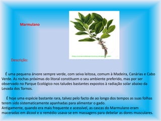 MarmulanoDescrição:    É uma pequena árvore sempre verde, com seiva leitosa, comum à Madeira, Canárias e Cabo Verde. As rochas próximas do litoral constituem o seu ambiente preferido, mas por ser observado no Parque Ecológico nos taludes bastantes expostos à radiação solar abaixo da Levada dos Tornos.     É hoje uma espécie bastante rara, talvez pelo facto de ao longo dos tempos as suas folhas terem sido sistematicamente apanhadas para alimentar o gado.Antigamente, quando era mais frequente e acessível, as cascas do Marmulano eram maceradas em álcool e o remédio usava-se em massagens para debelar as dores musculares.