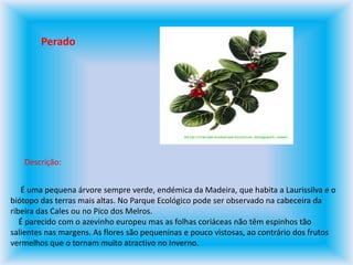 PeradoDescrição:     É uma pequena árvore sempre verde, endémica da Madeira, que habita a Laurissilva e o biótopo das terras mais altas. No Parque Ecológico pode ser observado na cabeceira da ribeira das Cales ou no Pico dos Melros.     É parecido com o azevinho europeu mas as folhas coriáceas não têm espinhos tão salientes nas margens. As flores são pequeninas e pouco vistosas, ao contrário dos frutos vermelhos que o tornam muito atractivo no Inverno.